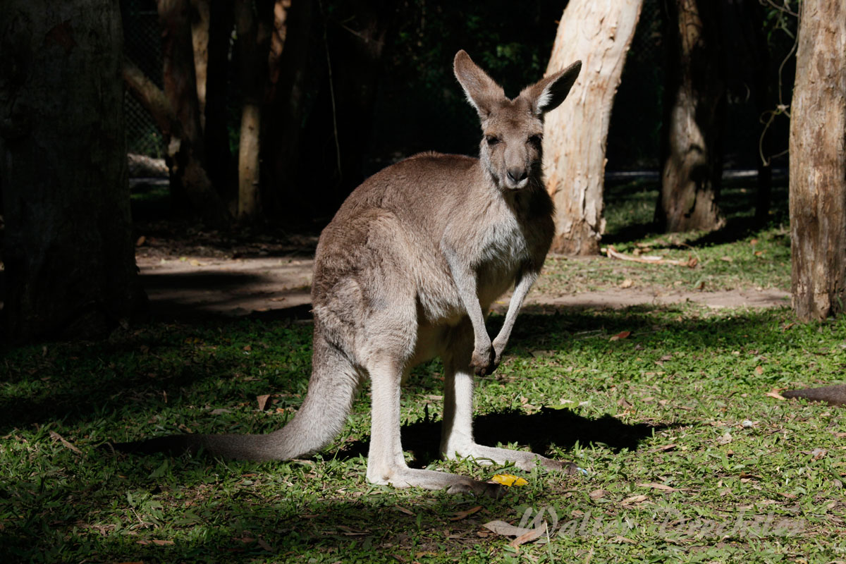 Australia Zoo