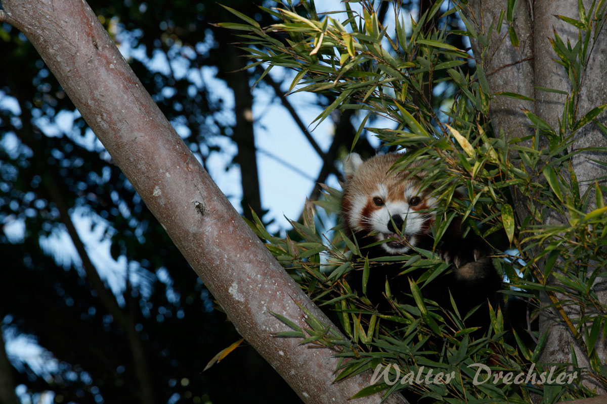 Brauner Panda