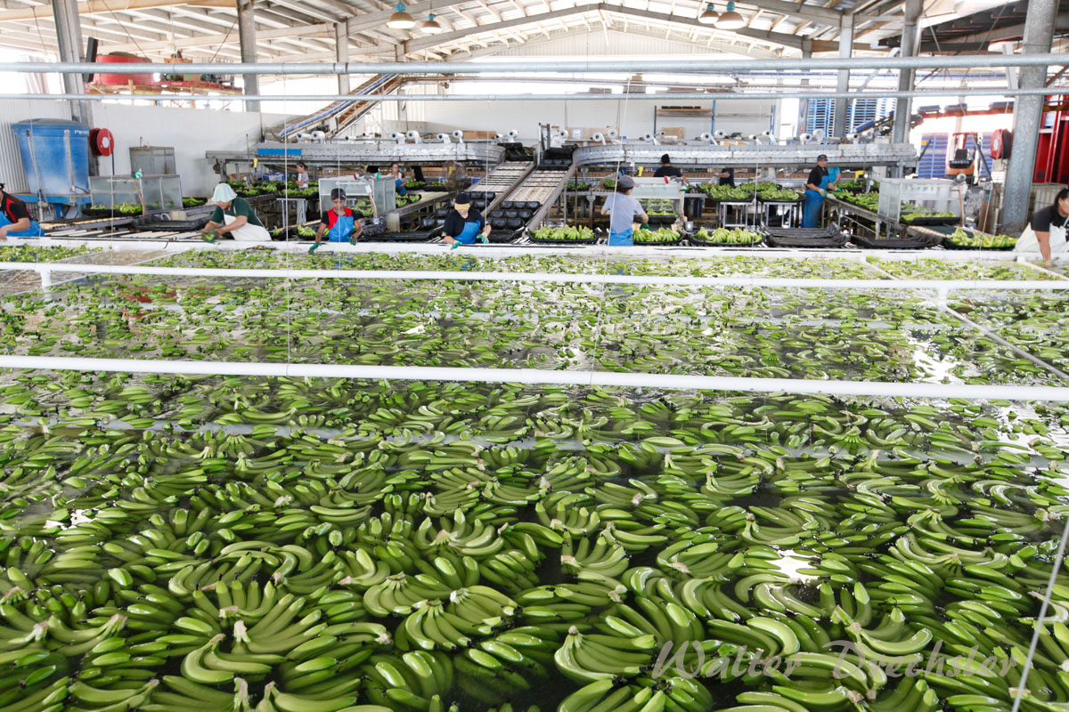 Swiss Banana Farm