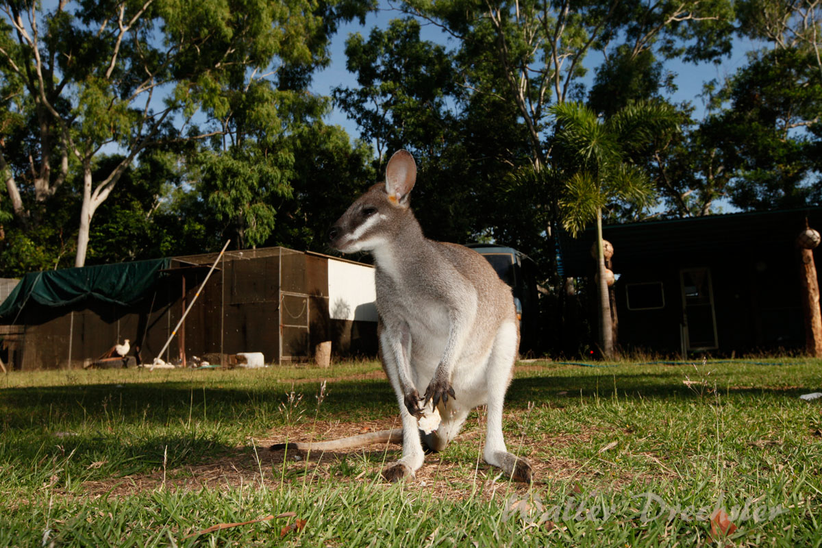 Jimmys Farm