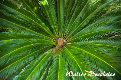 Botanischer Garten