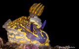 Chromodoris