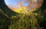 Herbststimmung Echinger Weiher