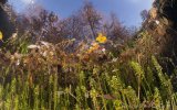 Herbststimmung Echinger Weiher